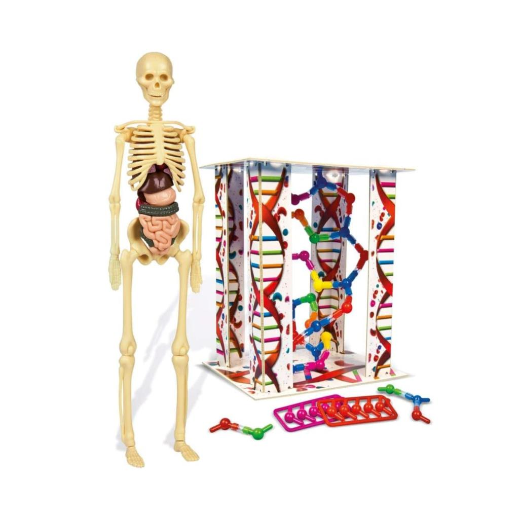 CLEMENTONIİlk Keşiflerim İnsan Anatomis 64297