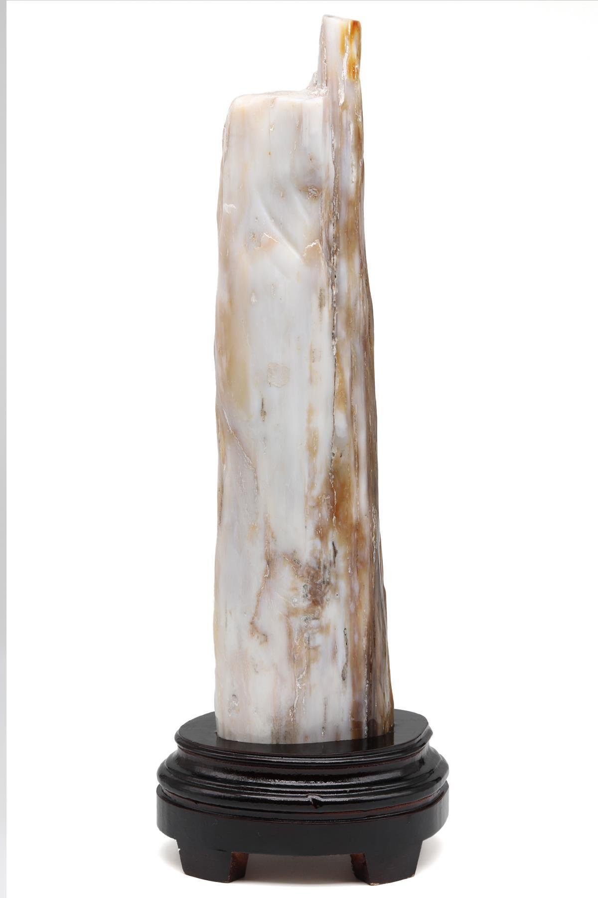 Ağaç Fosili Standlı Parça