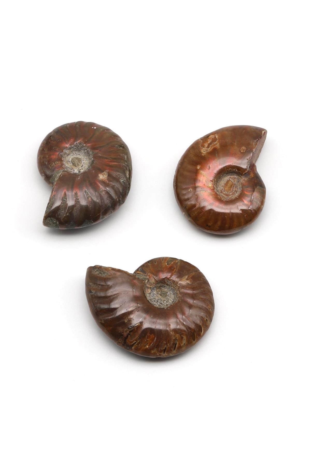 Ammonite Fosil Parça - 18 Gr.