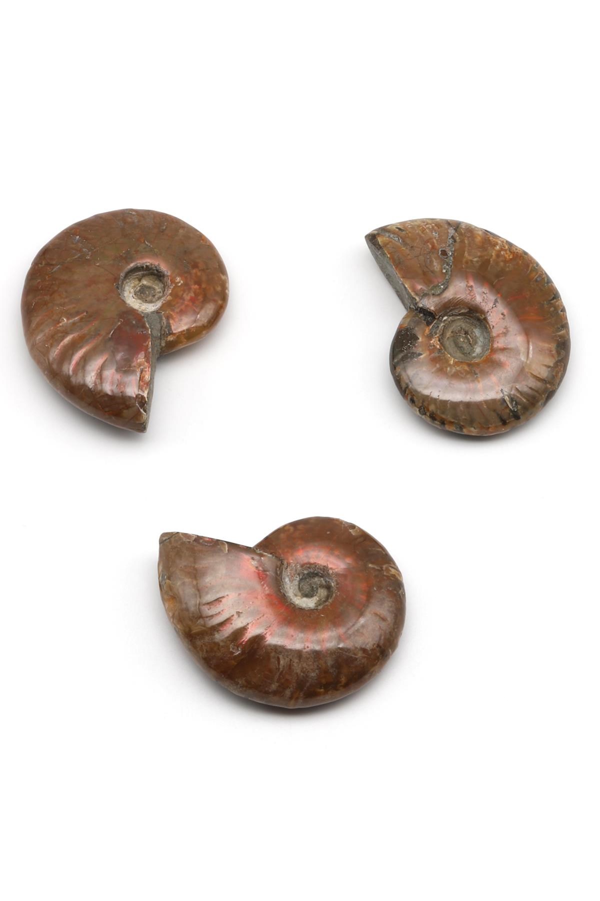 Ammonite Fosil Parça - 23 Gr.