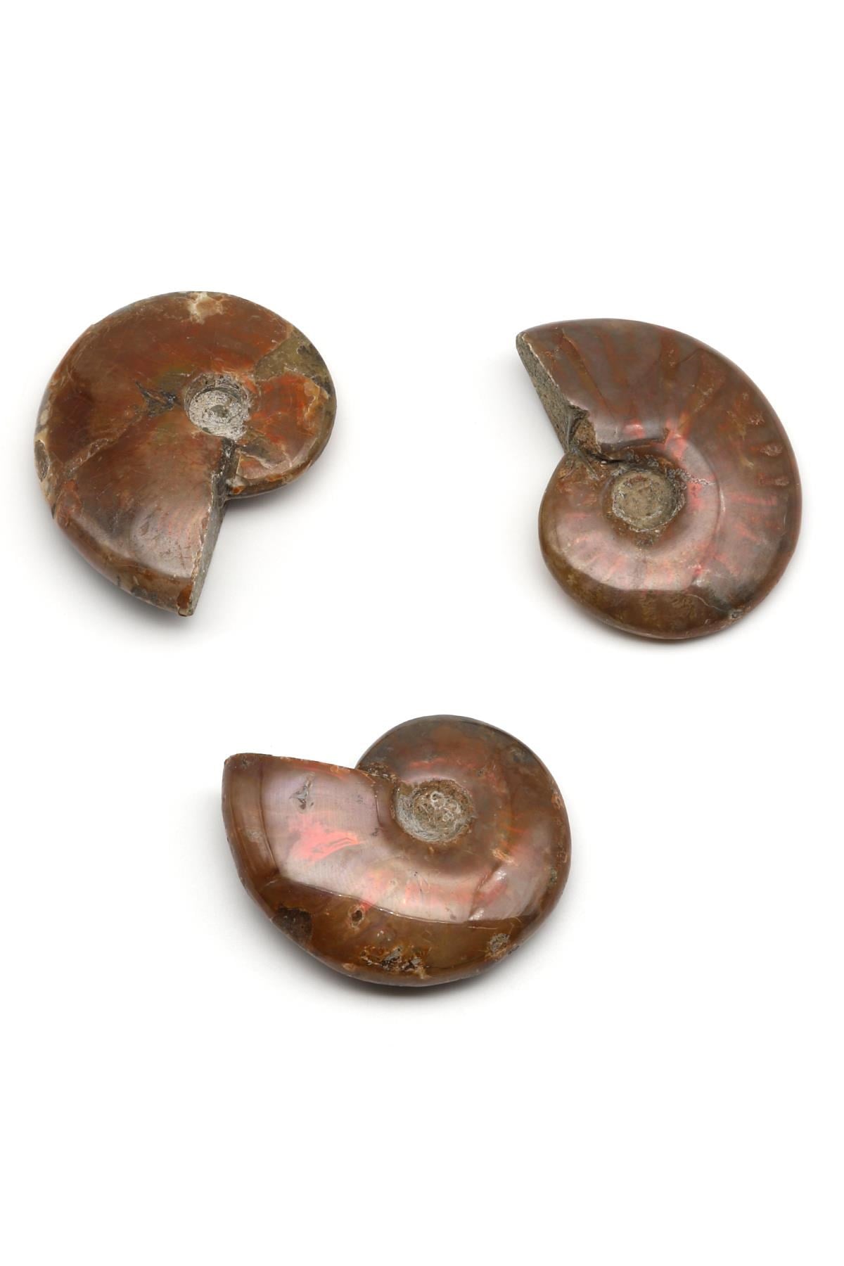 Ammonite Fosil Parça - 28 Gr.