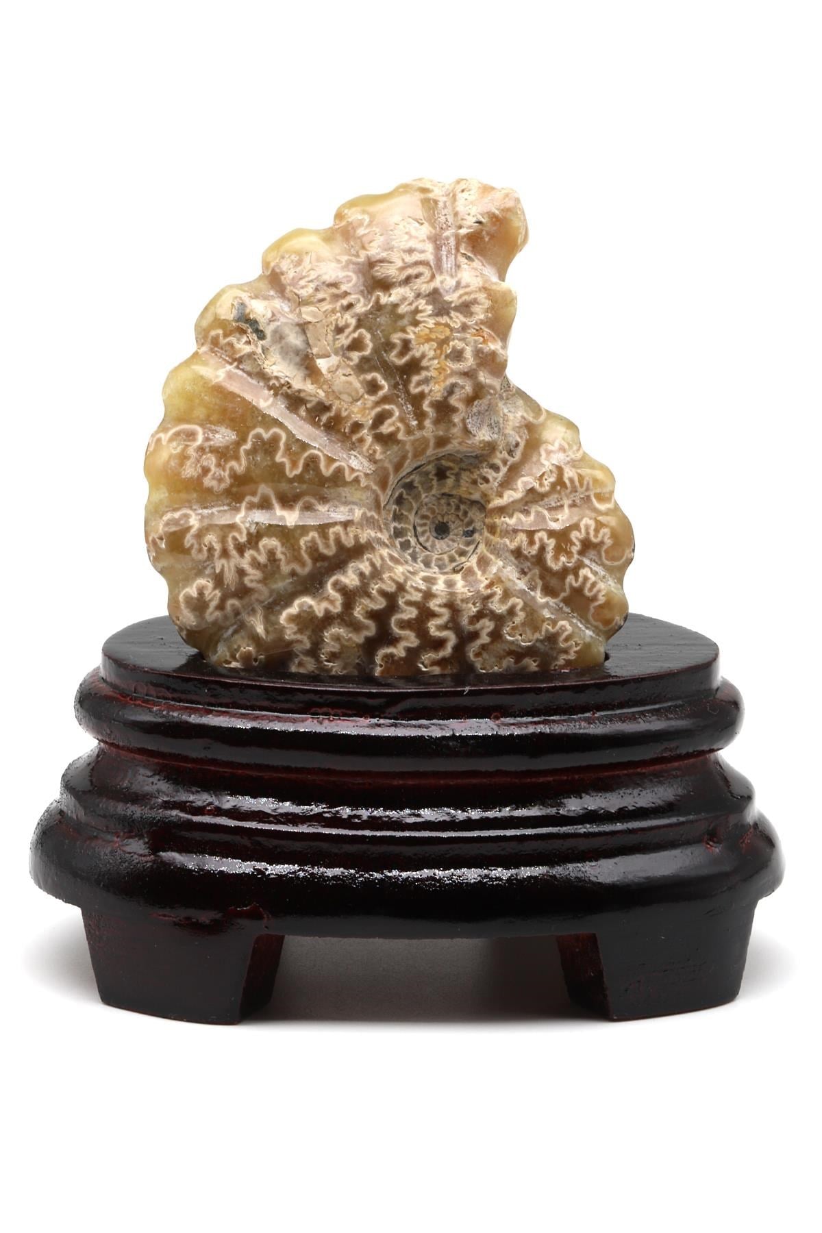 Ammonite Fosil Standlı Parça - 184 Gr.
