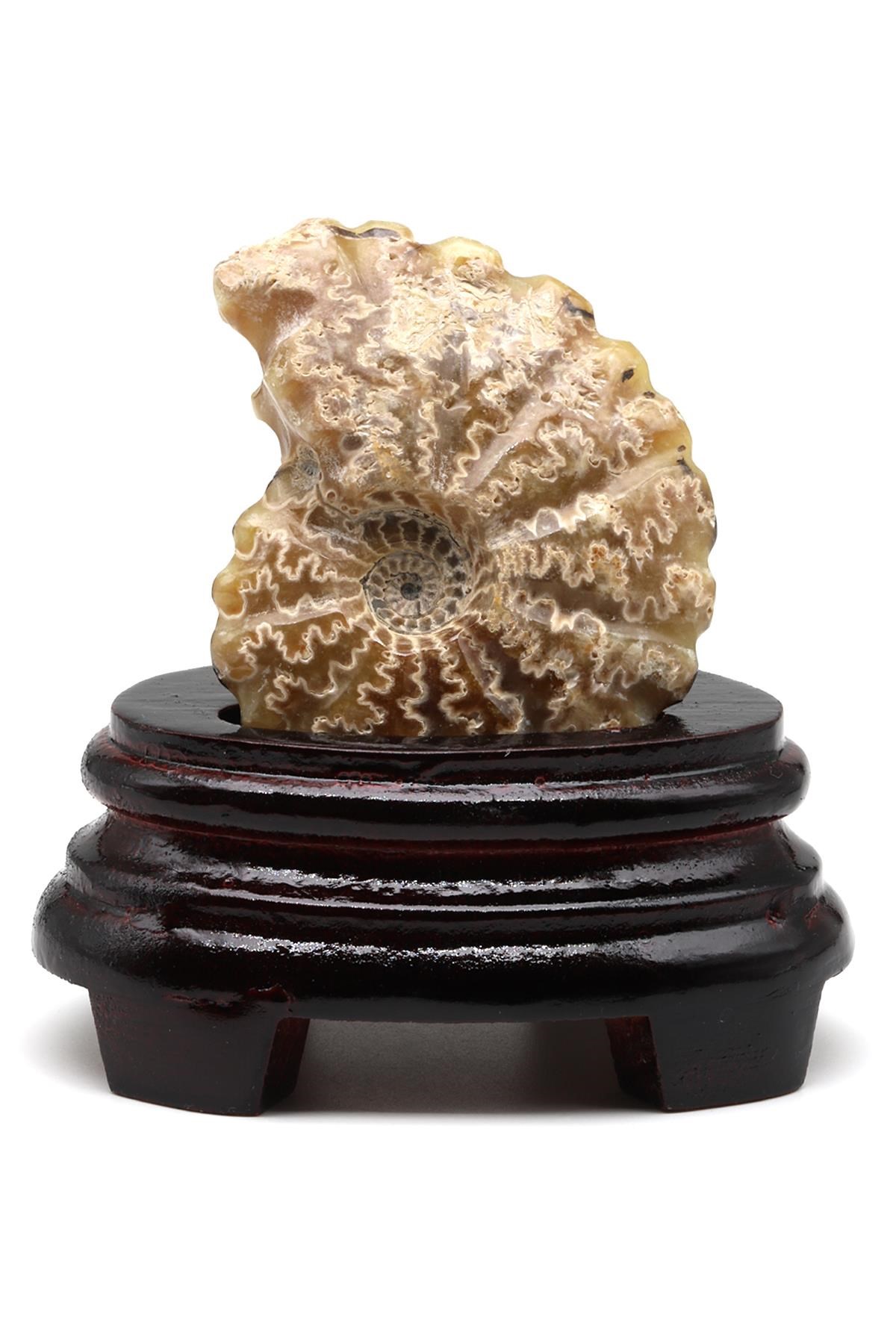 Ammonite Fosil Standlı Parça - 184 Gr.