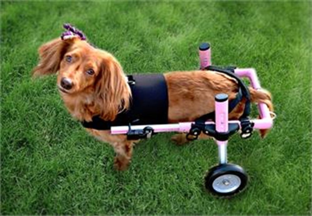 Köpek Yürüteç -  Small