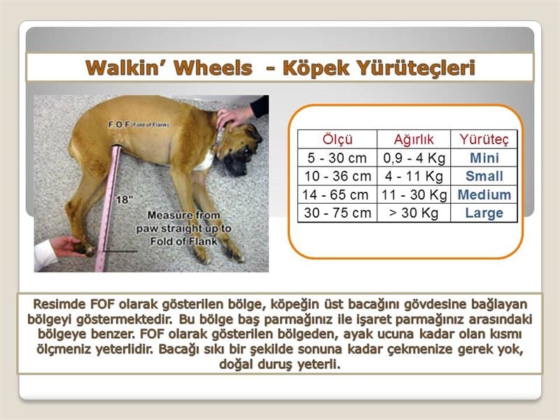 4 Tekerlekli Köpek Yürüteç - Medium