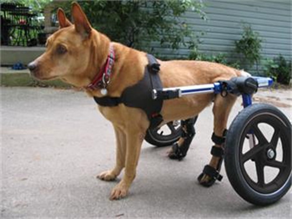 Köpek Yürüteç -  Small