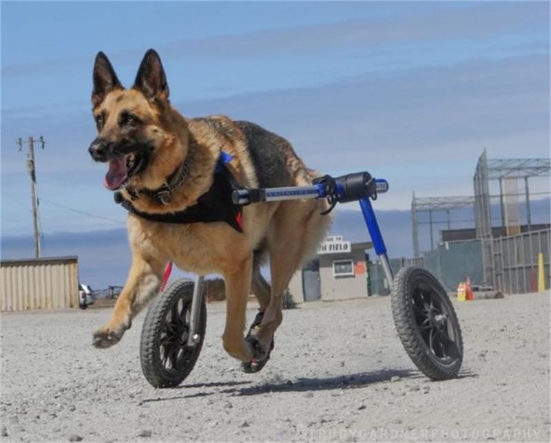 Köpek Yürüteç  - Medium