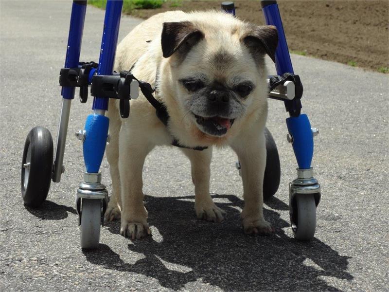 4 Tekerlekli Köpek Yürüteç - Large