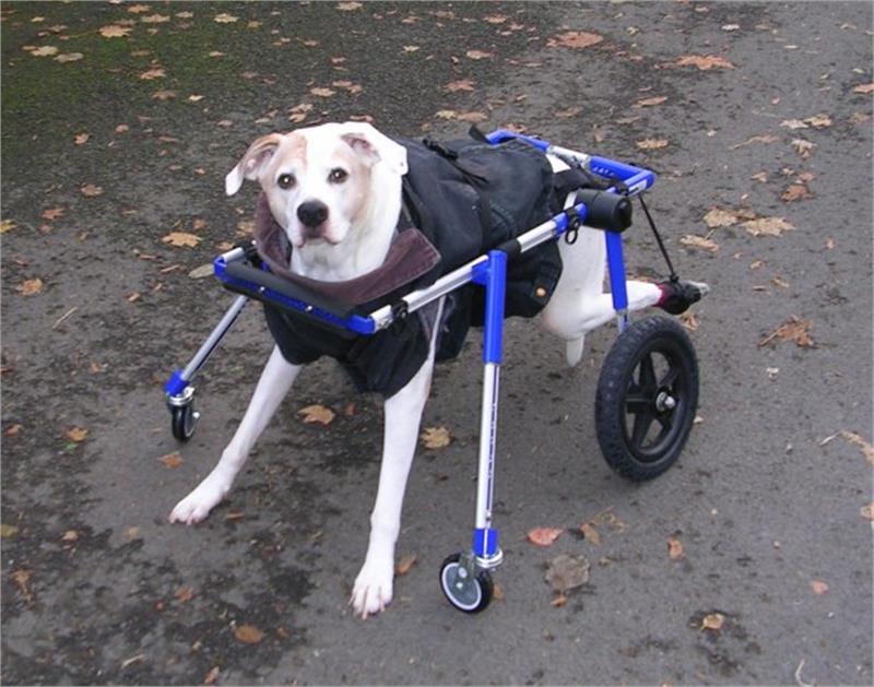 4 Tekerlekli Köpek Yürüteç - Medium