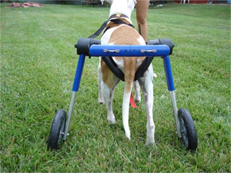Köpek Yürüteç -  Large