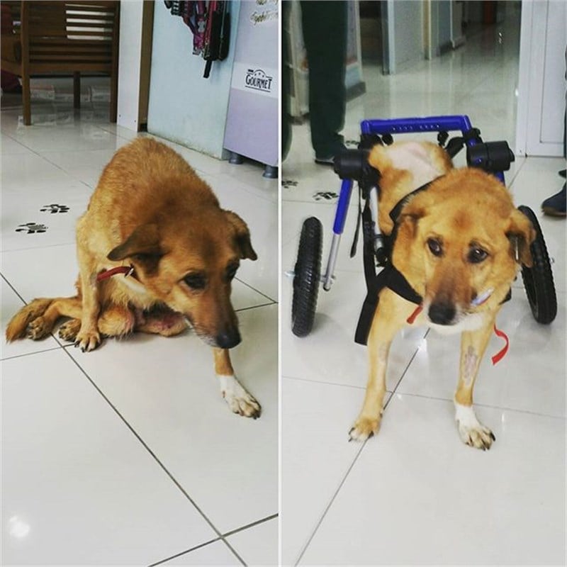 Köpek Yürüteç  - Medium