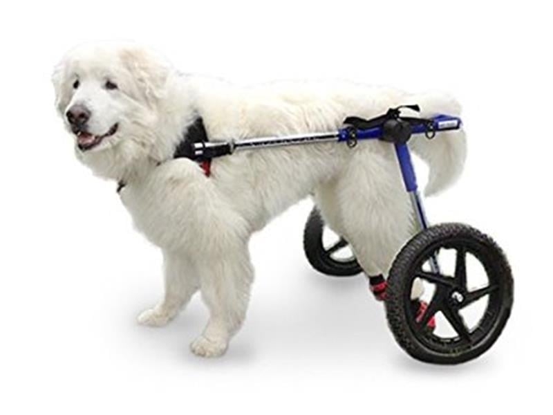 Köpek Yürüteç -  Large