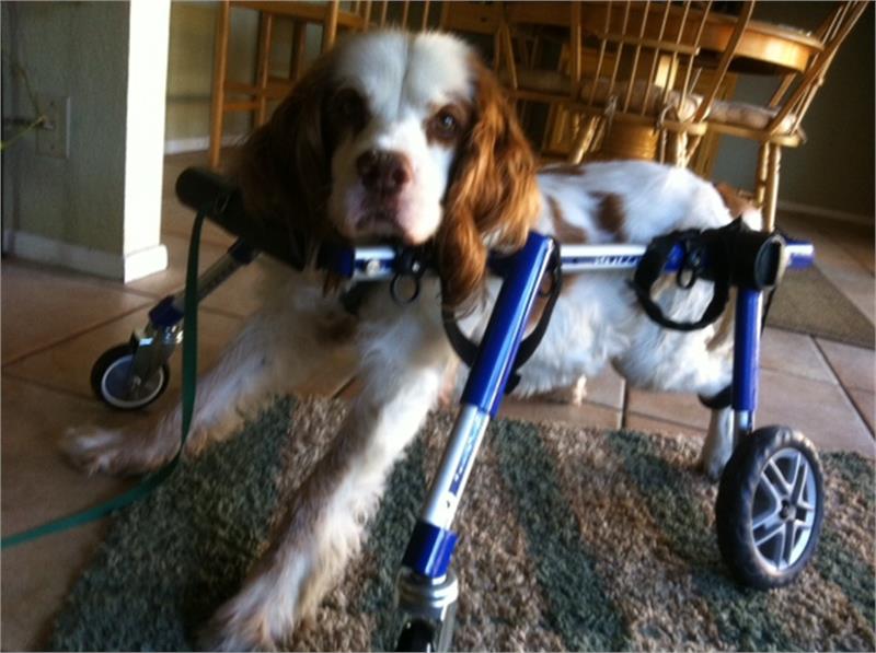 4 Tekerlekli Köpek Yürüteç - Medium