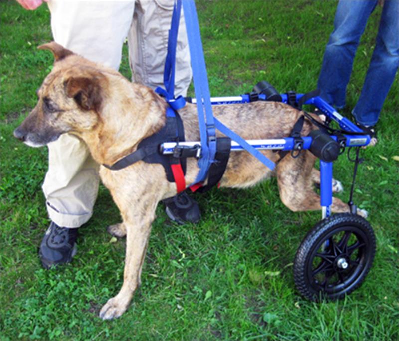 Köpek Yürüteç  - Medium