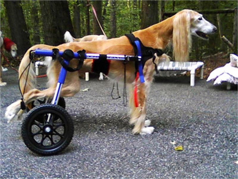 Köpek Yürüteç  - Medium