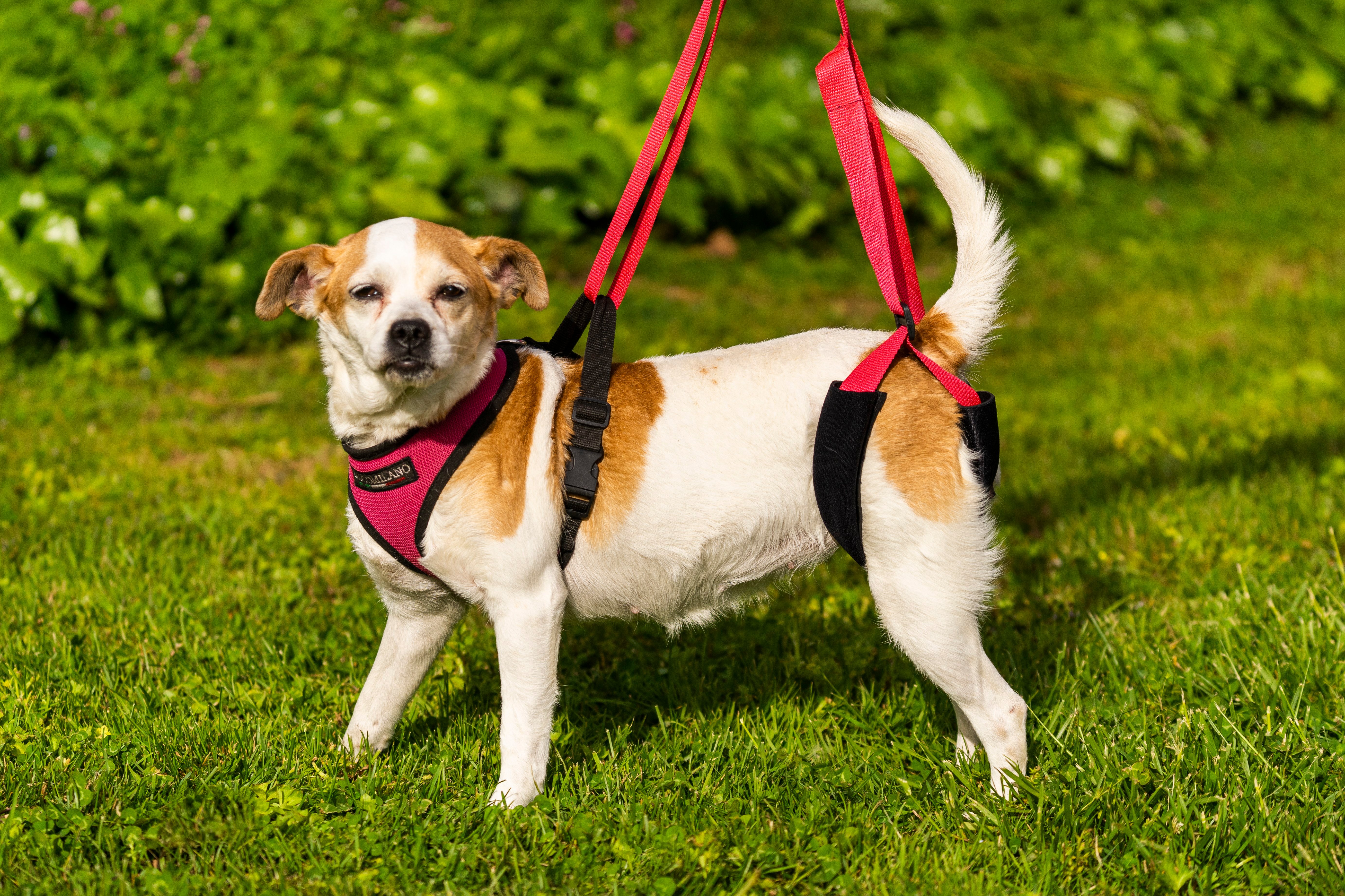Köpek Kalça Destek Tasması