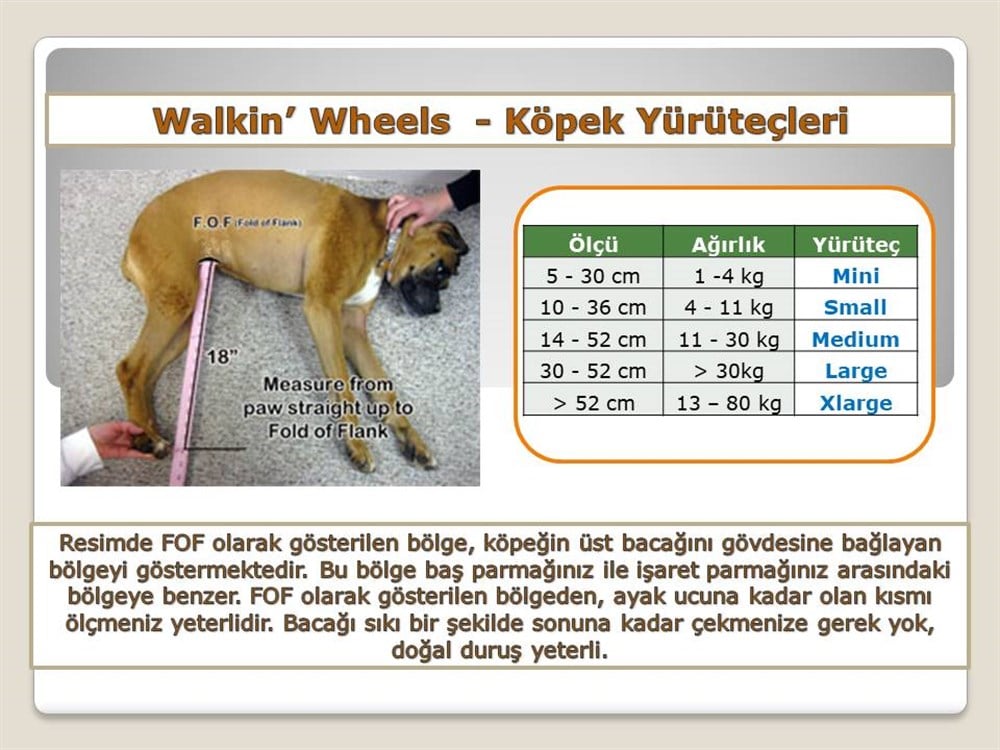 Köpek Yürüteç -  Large