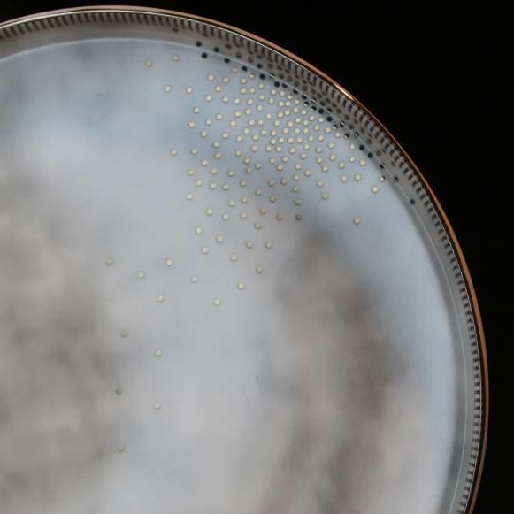 Tena Elegans 28 Parça Porselen 6 Kişilik Yemek Takımı