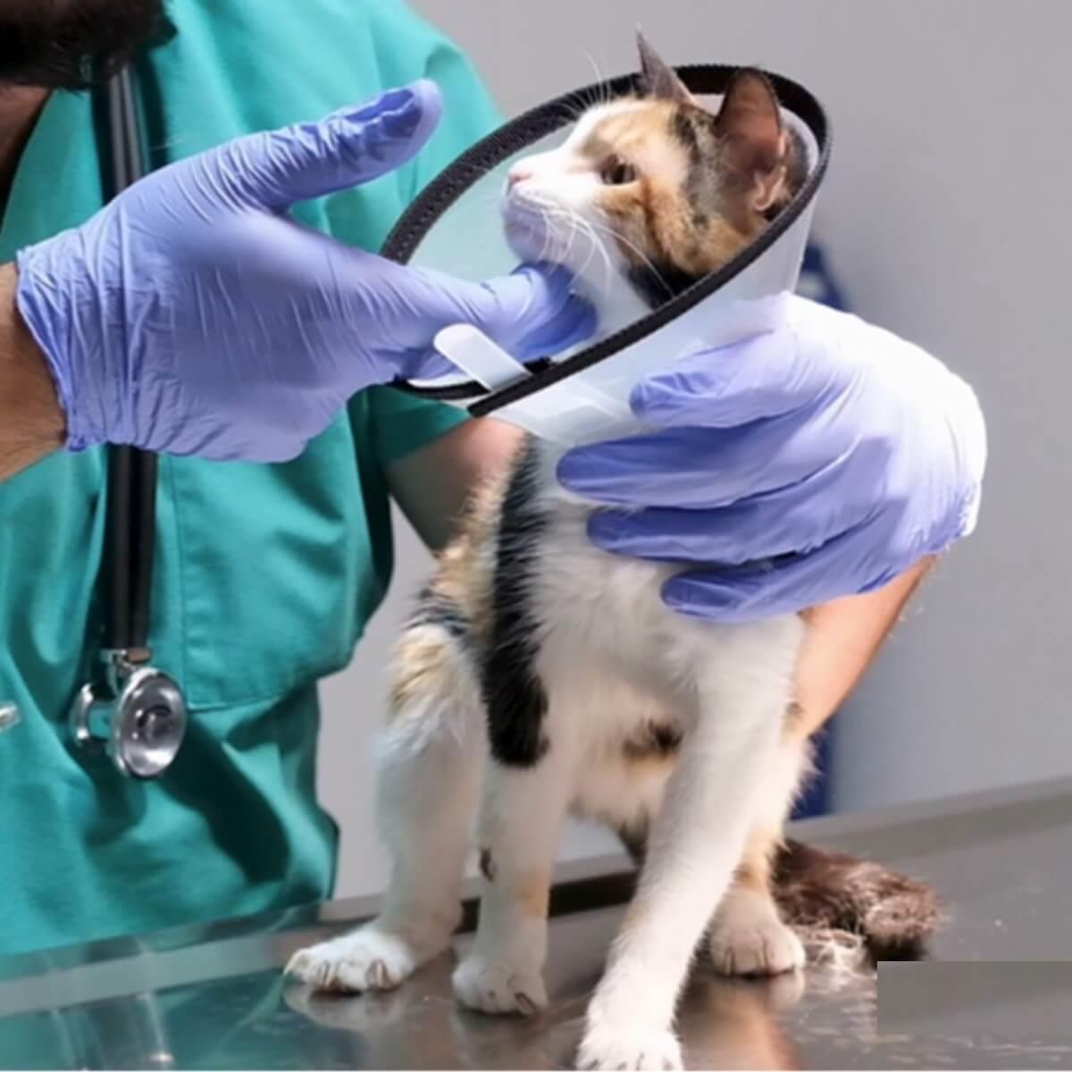 7,5 cm Dikişli Kedi Köpek Yakalığı Şeffaf Yakalık