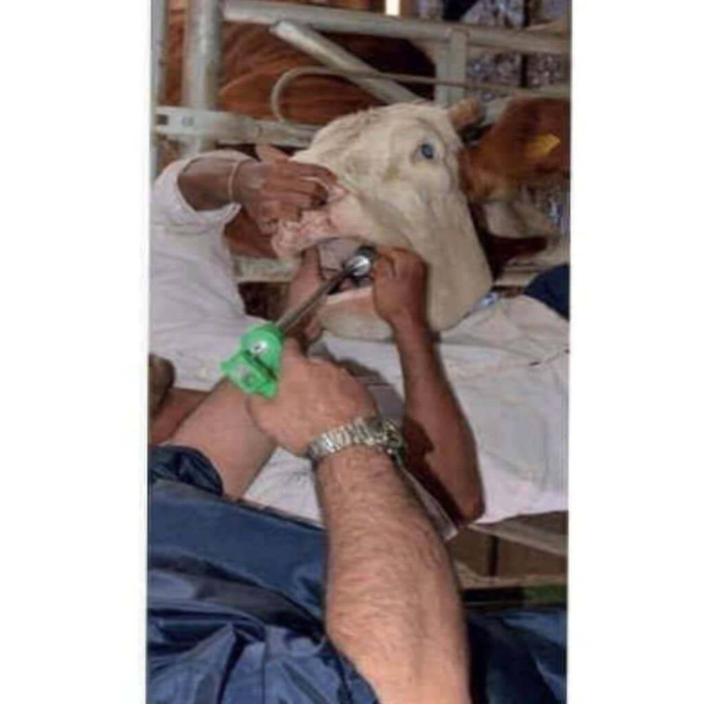 Büyükbaş Hap Bolus Mıknatıs Yutturma Sondası Aparatı -Tabancası