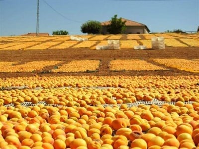 Gün Kurusu KayısıGün Kurusu Kayısı 1 Kg | Malatya Kayısısı | Kendi Mahsülümüz !