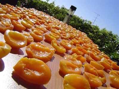 Gün Kurusu KayısıGün Kurusu Kayısı 1 Kg | Malatya Kayısısı | Kendi Mahsülümüz !