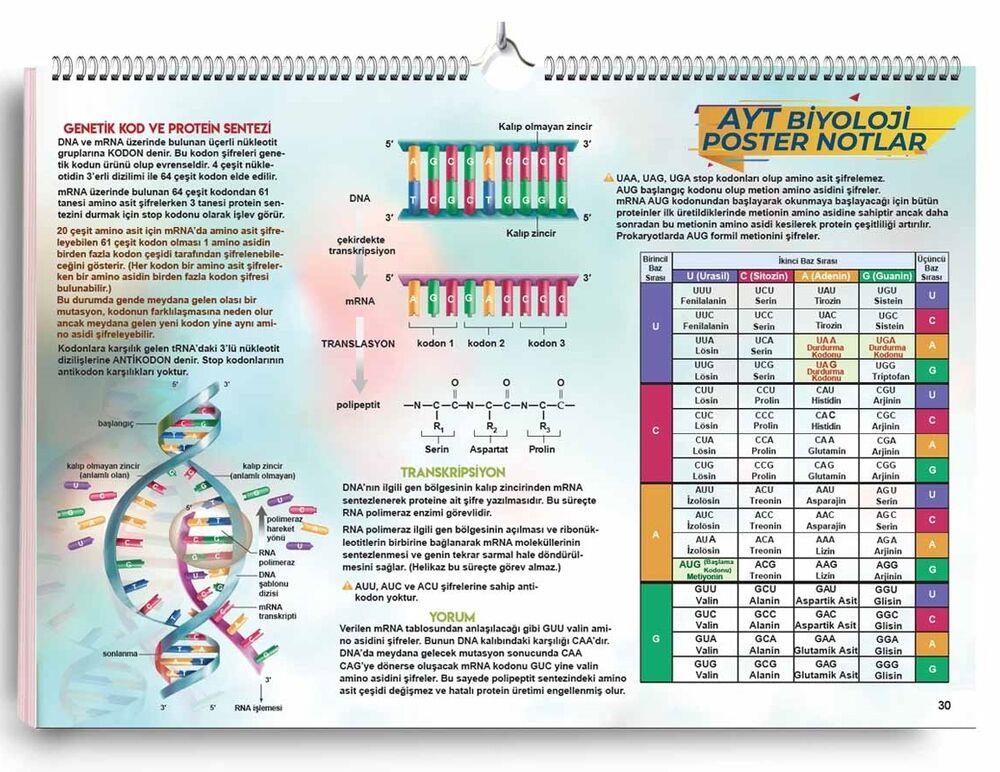 KR Akademi AYT Biyoloji Poster Notlar