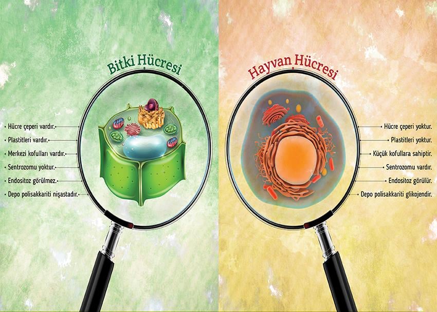 Bitki ve Hayvan Hücresi Farkları P BİY 34