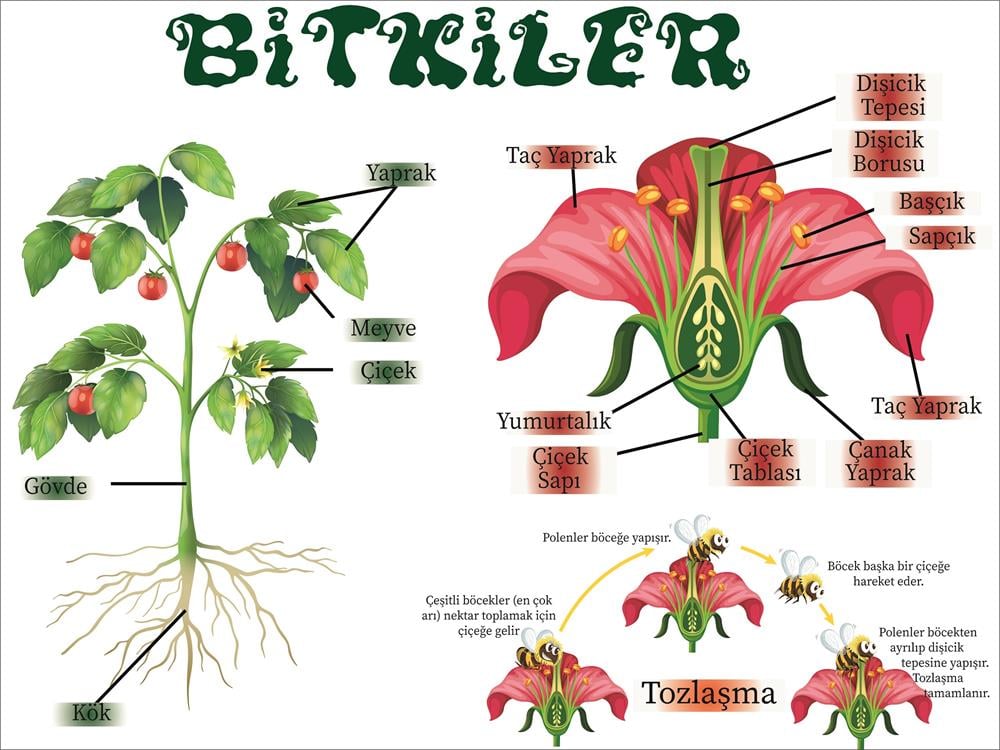 Bitkiler Afiş Poster