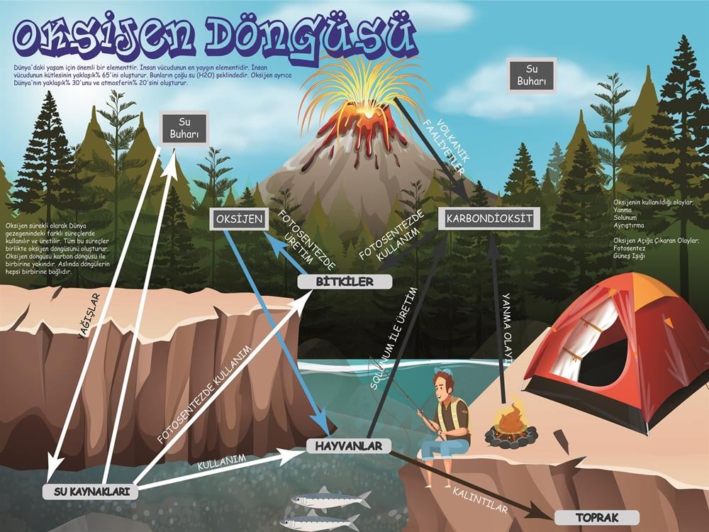 Oksijen Döngüsü Afiş Poster