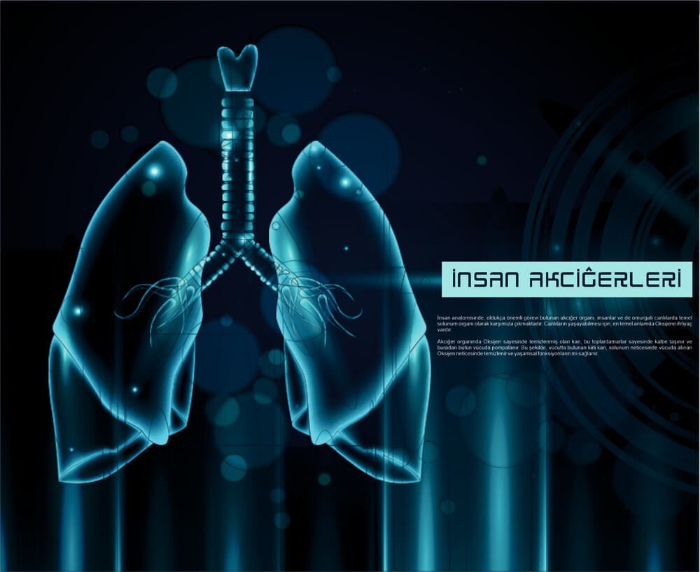 İnsan Akcigeri Poster Fen Bilimleri Sokağı