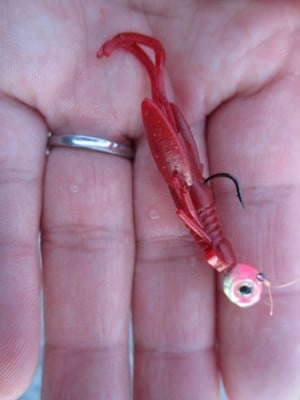 Daiwa SW Rock Fish Jig Head İğne #8 2.5gr