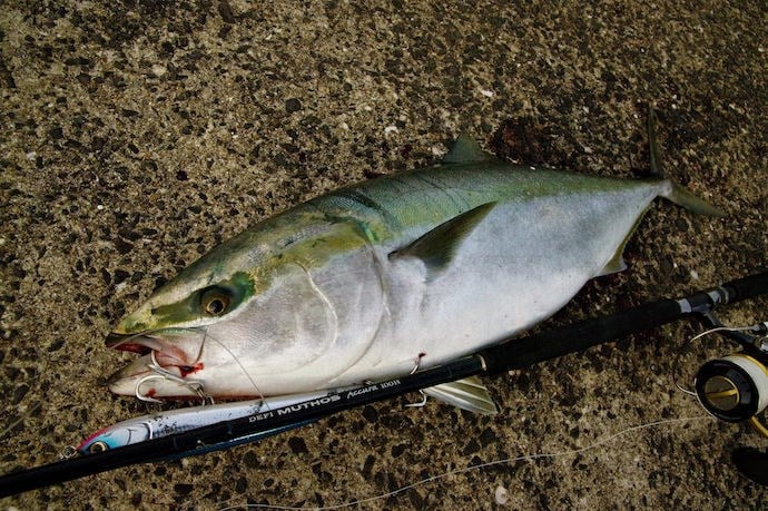 Zenaq Defi Muthos Accura 100H (K) 305cm 30-120 / 30-200gr Shore Jigging Kamış