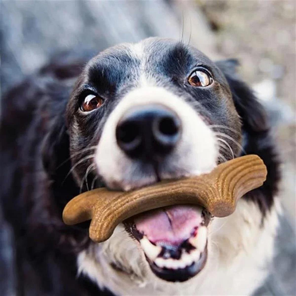 Gigwi Wooden Antler Doğal Ağaç Köpek Oyuncağı (XS) 