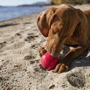 Kong Ball Ödül Konulabilen Sert Kauçuk Top Köpek Oyuncağı M/L