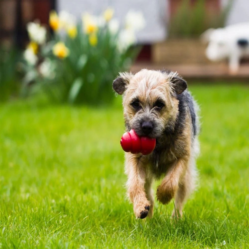KONG Classic Medium Ödül Konulabilen Köpek Oyuncağı M