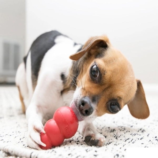 KONG Classic Ödül Konulabilen Köpek Oyuncağı XS