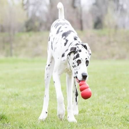 KONG Classic XX-Large Ödül Konulabilen Köpek Oyuncağı XXL