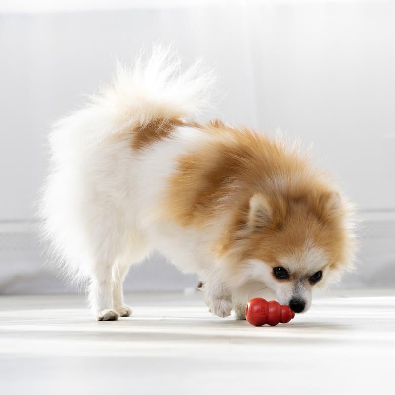 Kong Ödül Konulabilen Sert Kauçuk Köpek Oyuncağı S