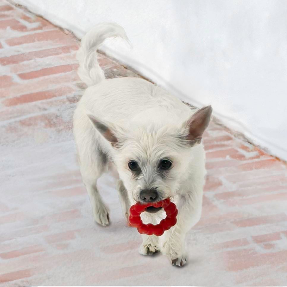 Kong Ring Kauçuk Halka Köpek Oyuncağı S/M