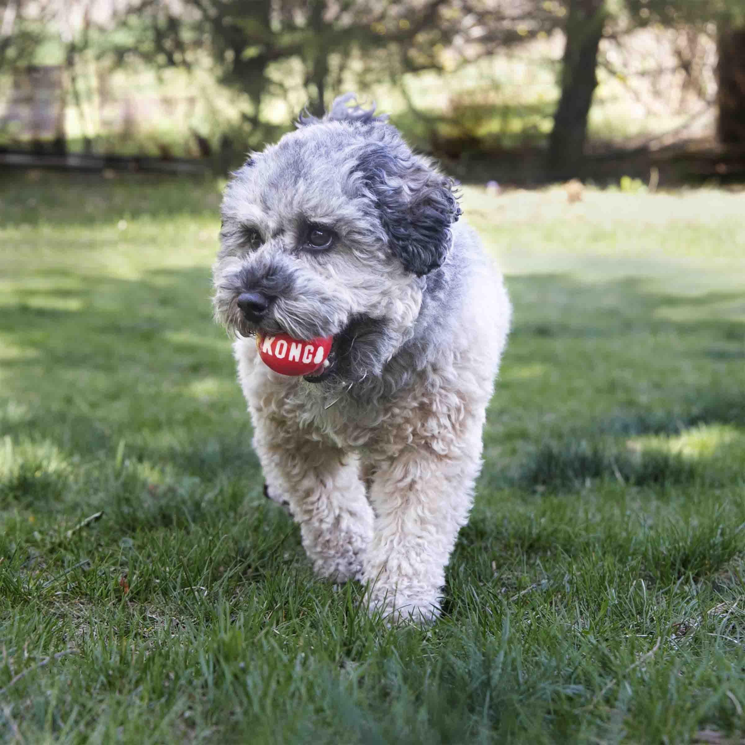 Kong Signature Ball Kauçuk Top Köpek Oyuncağı M (2 Adet)