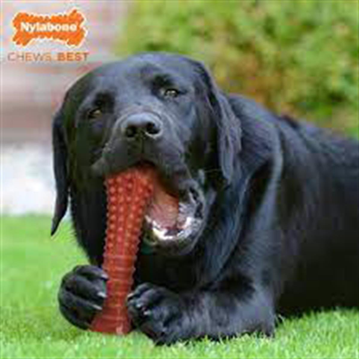 Nylabone Bacon Aromalı Kauçuk Sert Köpek Oyuncağı 20 cm (XL)