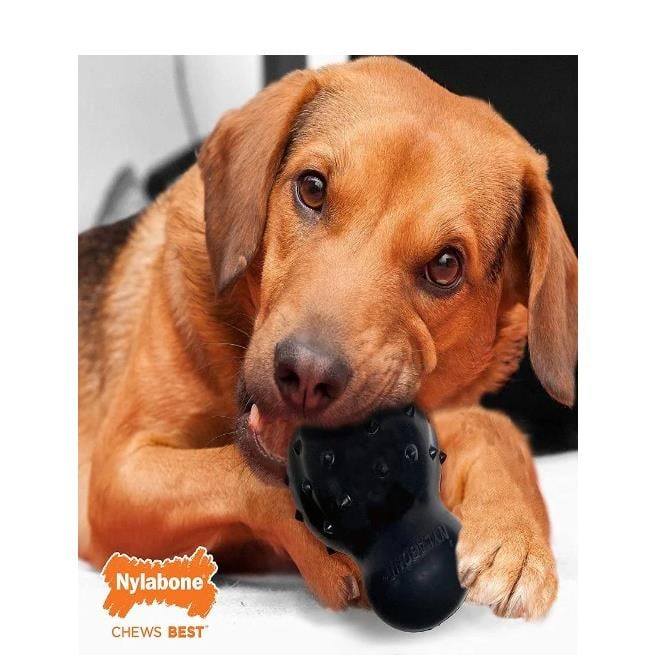 Nylabone Biftek Aromalı Ödüllü Kauçuk Köpek Oyuncağı (L)