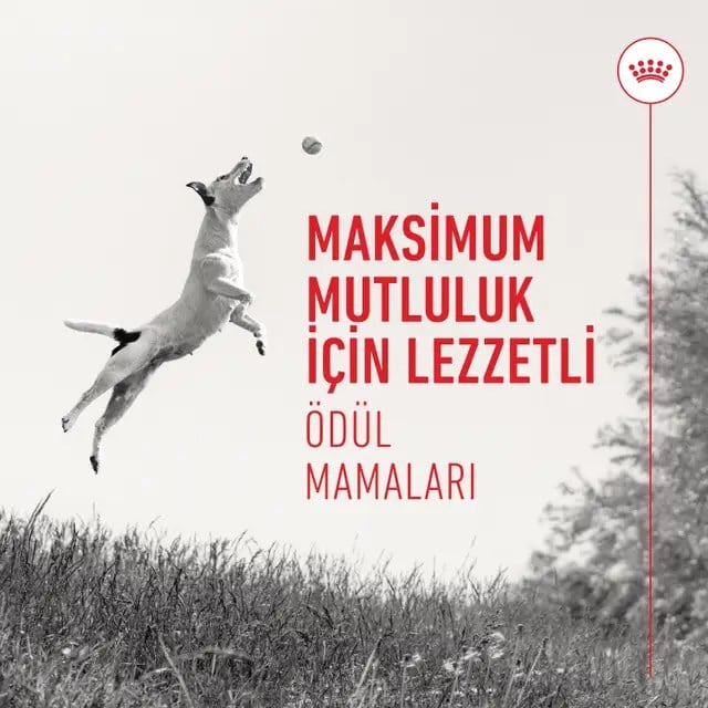 Royal Canin Eğitim Amaçlı Köpek Ödül Maması 110 g
