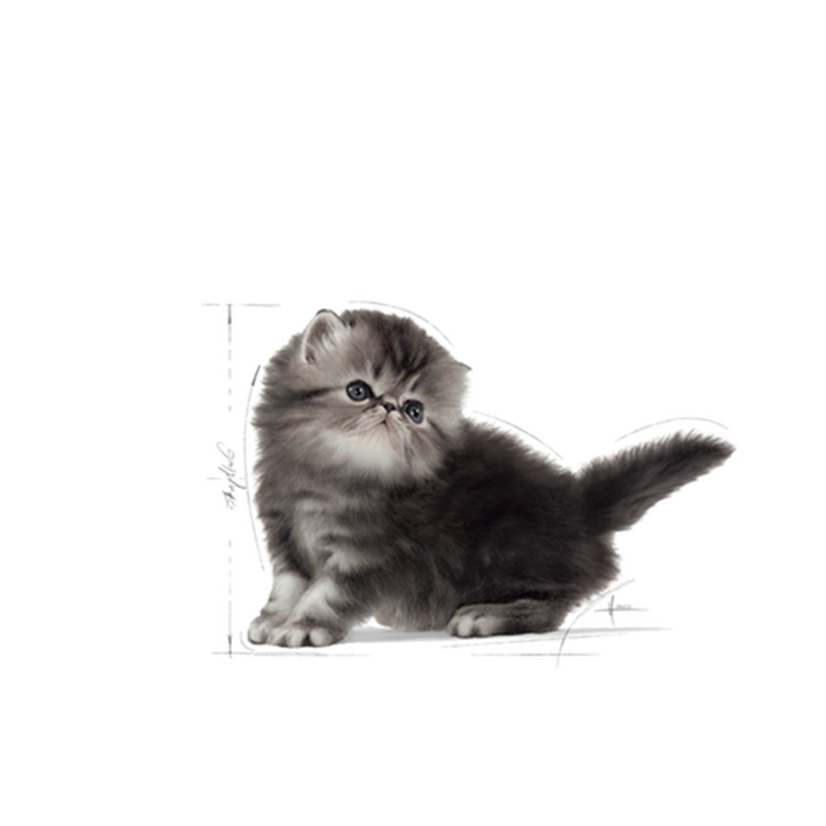 Royal Canin Kitten Persian Kuru Kedi Maması 2 Kg