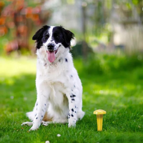 Simple Solution Pee Post Köpek Çiş Eğitim Kazığı 15 cm