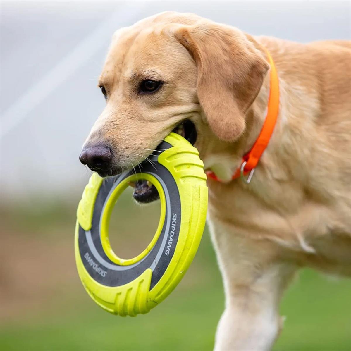 Skipdawg Esnek Frizbi Köpek Oyuncağı  23 cm