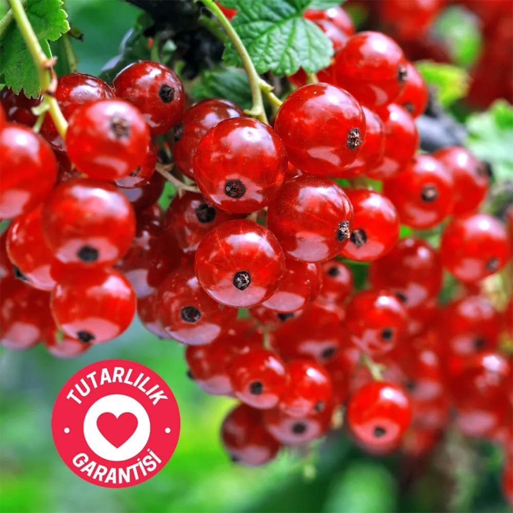 CoffeeNutz Kenya Wanrich Yıkanmış Çekirdek Kahve 250 GrCoffeeNutz