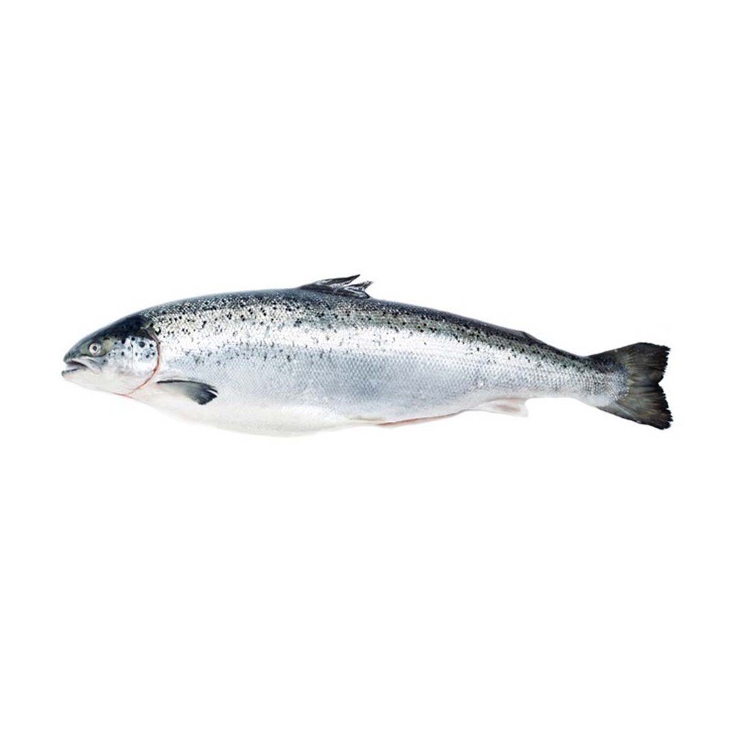 Somon Kg5518008