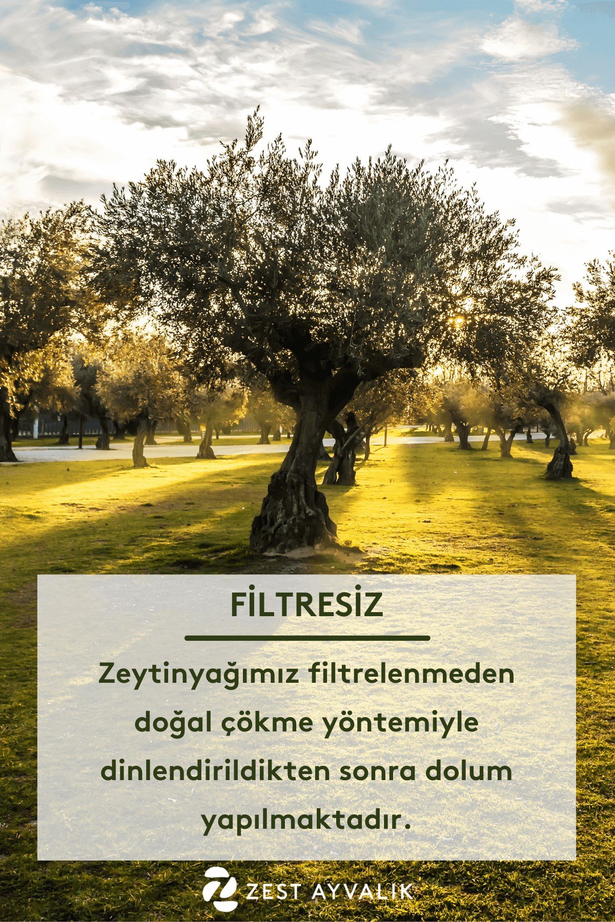 ZEST AYVALIK Cold Extracted Extra Virgin Olive Oil (EVOO) Tin Can 1 L